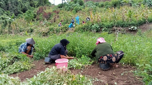 Manfaatkan Lahan Tidur Pemdes Sekely Panen Perdana Kacang Tanah Dan Jagung&nbsp;Manis